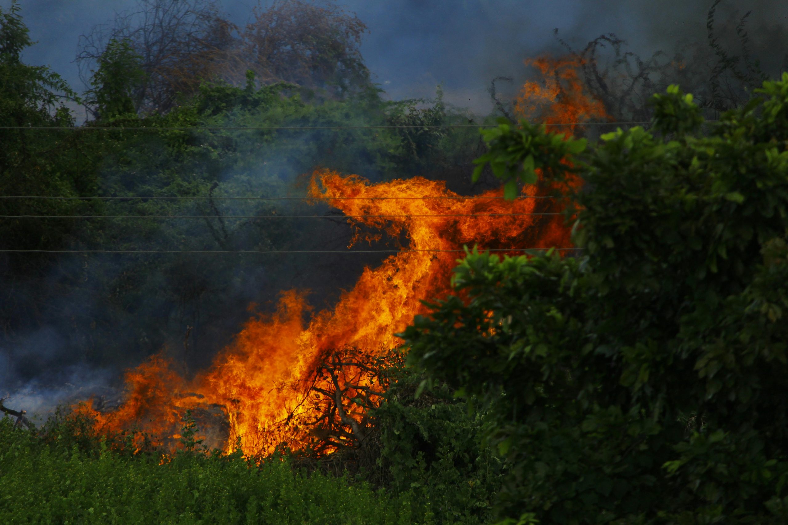 Wildfire